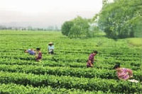 银河集团官网,油茶莳植生产加工销售,植物油莳植生产加工销售