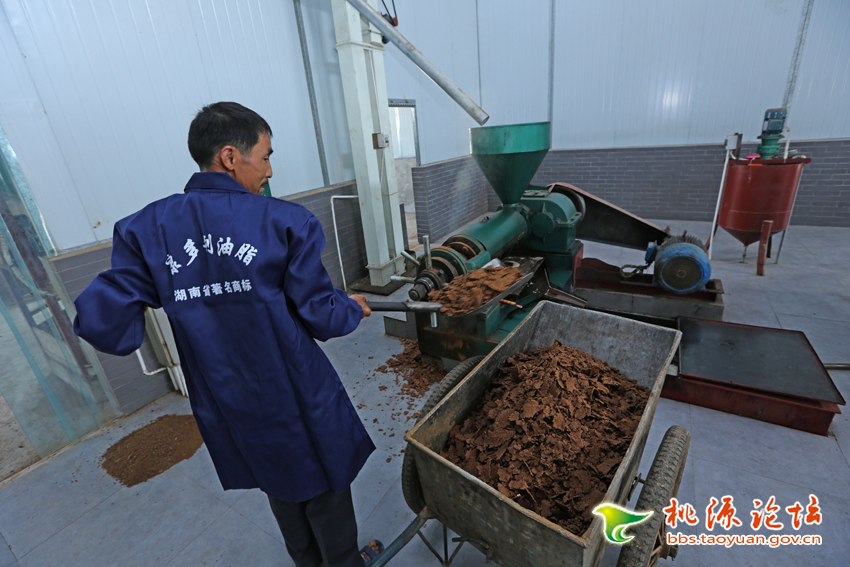 银河集团官网,油茶莳植生产加工销售,植物油莳植生产加工销售